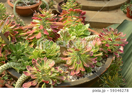 Monadenium lugardiae is a succulent growing Monadenium lugardiae is a succulent growing 59346278