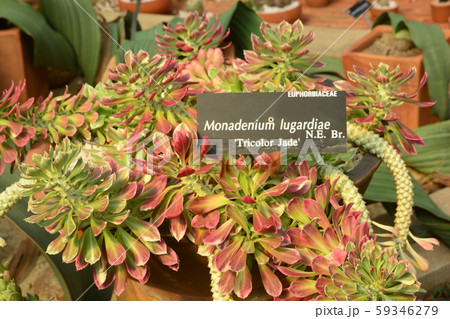 Monadenium lugardiae is a succulent growing 59346279