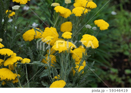 黄花鋸草 ヤローイエロー 花言葉は「勇敢」 黄花鋸草 ヤローイエロー 花言葉は「勇敢」 59346419