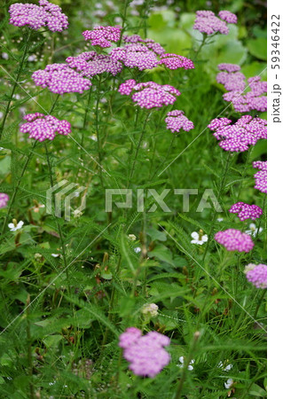 鋸草 ノコギリソウ 花言葉は「真心を持って」 鋸草 ノコギリソウ 花言葉は「真心を持って」 59346422