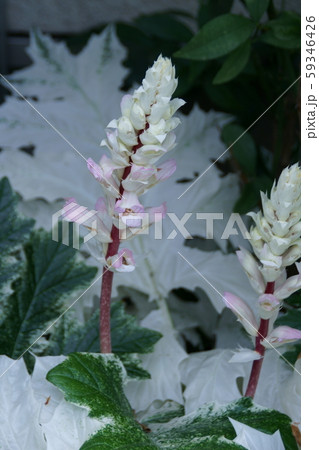 葉薊 アカンサス ホワイトウォーター 葉薊 アカンサス ホワイトウォーター 59346426