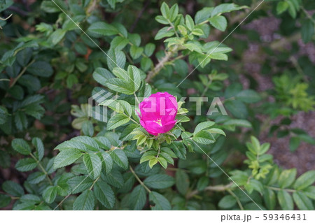浜茄子 ハマナス 花言葉は あなたの魅力にひかれます の写真素材