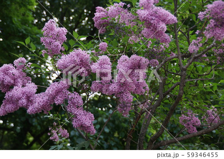 ライラック 和名は紫丁香花 むらさきはしどい の写真素材