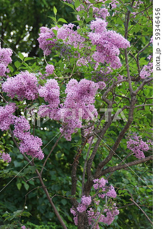 ライラック 和名は紫丁香花 むらさきはしどい の写真素材