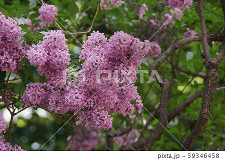 ライラック 和名は紫丁香花（むらさきはしどい）の写真素材 [59346458] - PIXTA