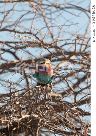 Lilac Breasted Roller sitting on a tree branch Lilac Breasted Roller sitting on a tree branch 59346616