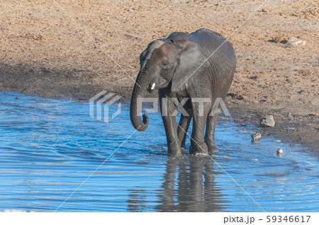 One African Elephant Drinking from a waterhole 59346617