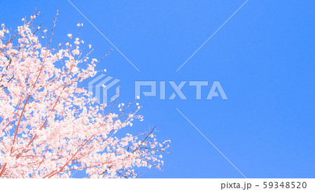 満開の桜と青空 59348520