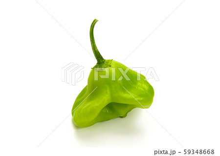 ハンガリー鈴ピーマン ハンガリー鈴ピーマン 59348668