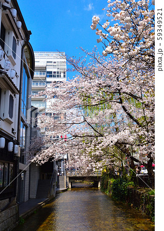 桜景　高瀬川 59349521