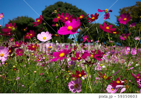 コスモス畑 59350603