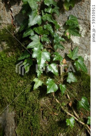 Ivy leaves stretch along a tree trunk Ivy leaves stretch along a tree trunk 59350911