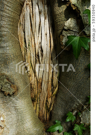 Ivy leaves stretch along a tree trunk Ivy leaves stretch along a tree trunk 59350940