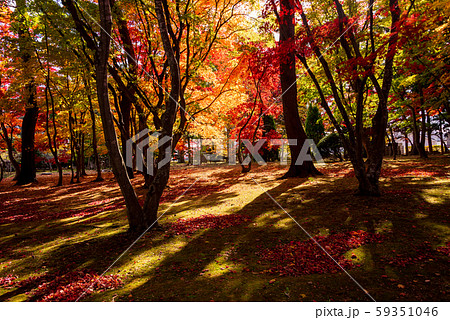 公園の夜明け 59351046