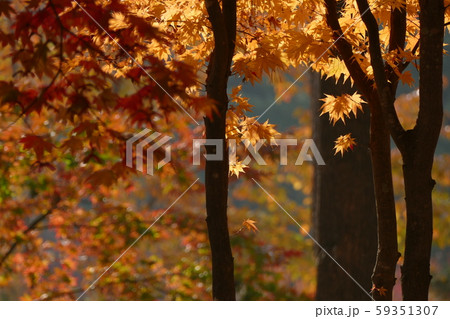 南怡島 紅葉 59351307