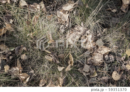 Fallen autumn leaves among the withering grass Fallen autumn leaves among the withering grass 59351370