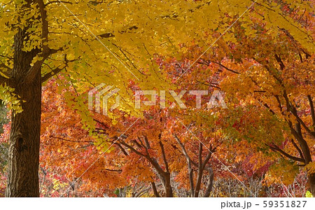 南怡島 ロマンチック 恋人 59351827