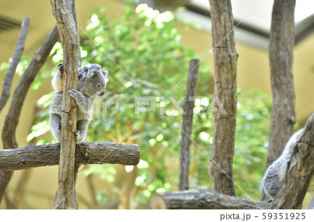 コアラの赤ちゃん 59351925