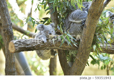 コアラの赤ちゃん 59351943