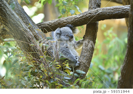 コアラの赤ちゃん 59351944