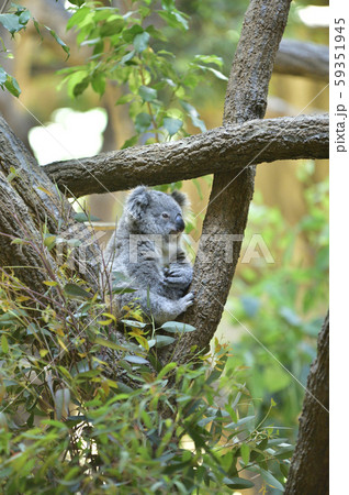 コアラの赤ちゃん 59351945