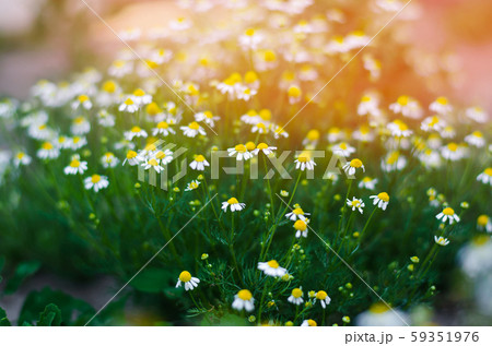 field of chamomile close-up. beautiful meadow  59351976