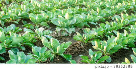 cabbage plantations grow in the field. vegetable rows. farming, agriculture. Landscape with agricultural land. crops. banner 59352599