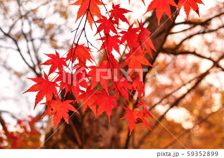 紅葉の葉 紅葉の葉 59352899