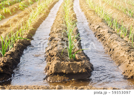 Irrigation of young leek in the field. Growing organic vegetables. Traditional natural watering. Eco-friendly products. Agriculture and farmland. Crops. Ukraine, Kherson region. Soft selective focus 59353097