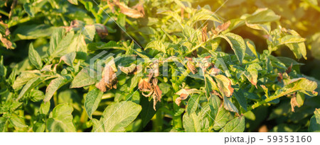 Potato bushes affected by Phytophthora (Phytophthora Infestans) In the field. Growing vegetables. Crop failure. Dry leaves of potatoes with diseases. Soft selective focus. Blurred Background 59353160