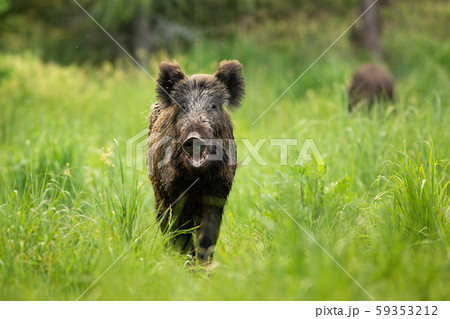 Threatening wild boar standing on a clearing with mouth open in summer. 59353212