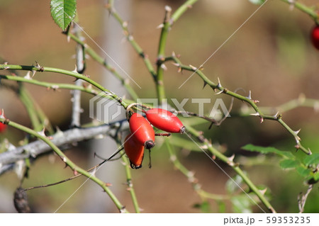 ローズヒップ 59353235