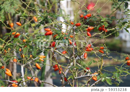 ローズヒップ 59353238