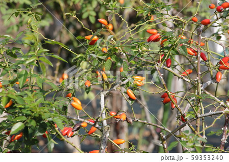 ローズヒップ 59353240