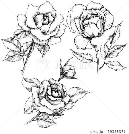 Rose flower in a vector style. Isolated illustration element. Black and white engraved ink art. Rose flower in a vector style. Isolated illustration element. Black and white engraved ink art. 59353371