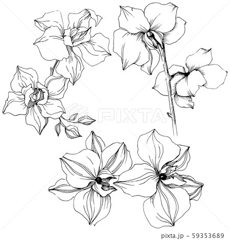 Vector orchid flowers. Floral botanical flower. Isolated illustration element. 59353689