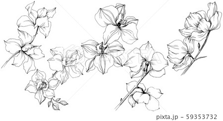 Vector orchid flowers. Floral botanical flower. Isolated illustration element. Vector orchid flowers. Floral botanical flower. Isolated illustration element. 59353732
