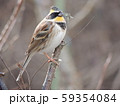 ミヤマホオジロ 59354084