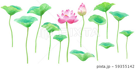 蓮の花と葉のパーツセット 水彩イラストのイラスト素材