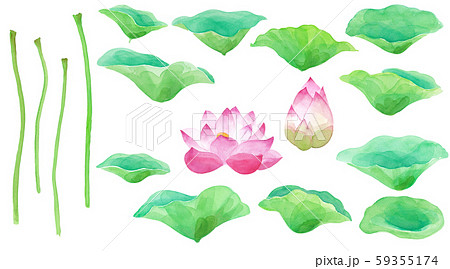 蓮の花と葉のパーツ別バリエーション 水彩イラストのイラスト素材