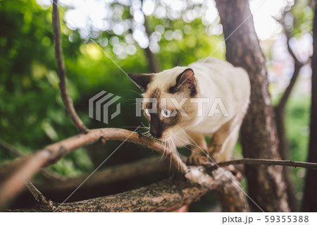 Cat climbing tree. cat hunts on tree. adorable cat portrait stay on tree branch. purebred shorthair 59355388