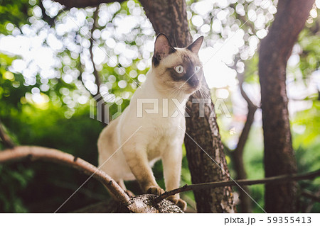 Cat climbing tree. cat hunts on tree. adorable cat portrait stay on tree branch. purebred shorthair Cat climbing tree. cat hunts on tree. adorable cat portrait stay on tree branch. purebred shorthair 59355413