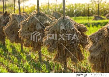 稲の天日干し 59355479