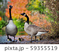 Canada Geese 59355519