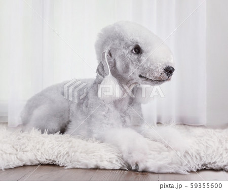 Cute Bedlington Terrier dog lying on a fur rug Cute Bedlington Terrier dog lying on a fur rug 59355600