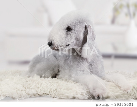 Lovely Bedlington Terrier dog lying on a fur rug 59355601