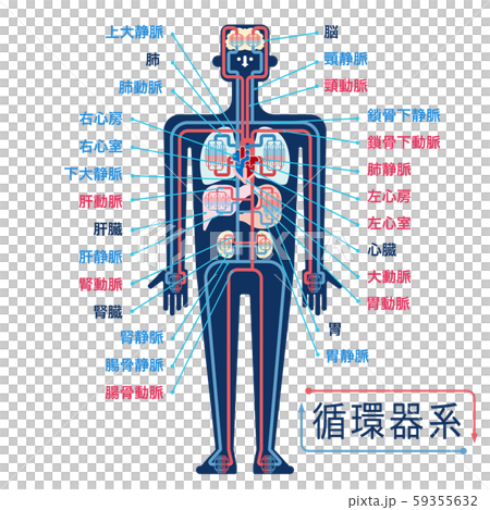 日本語で各部位の名称が記載された循環器系のシンプルなイラストのイラスト素材