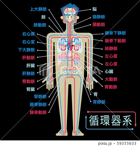 黒バックに日本語で各部位の名称が記載された循環器系のシンプルなイラストのイラスト素材