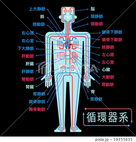 黒バックに日本語で各部位の名称が記載された循環器系のシンプルなイラストのイラスト素材 [59355635] - PIXTA