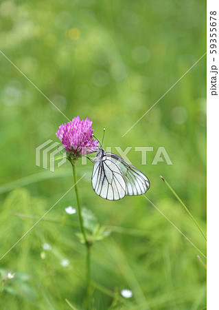Beautiful butterfly on a pink clover Beautiful butterfly on a pink clover 59355678